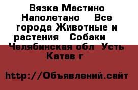 Вязка Мастино Наполетано  - Все города Животные и растения » Собаки   . Челябинская обл.,Усть-Катав г.